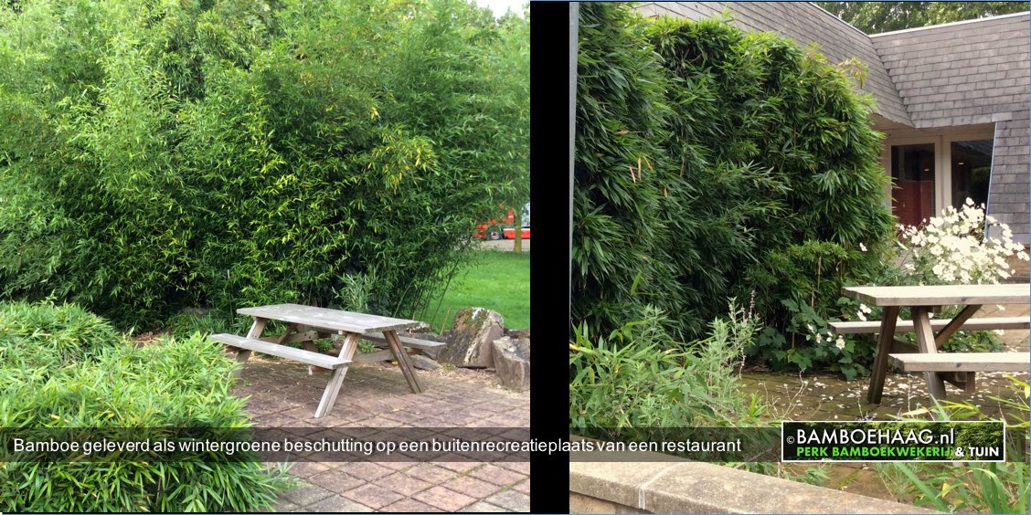 Bamboe geleverd als wintergroene beschutting op een buitenrecreatieplaats van een restaurant Bamboe geleverd als wintergroene beschutting op een buitenrecreatieplaats van een restaurant